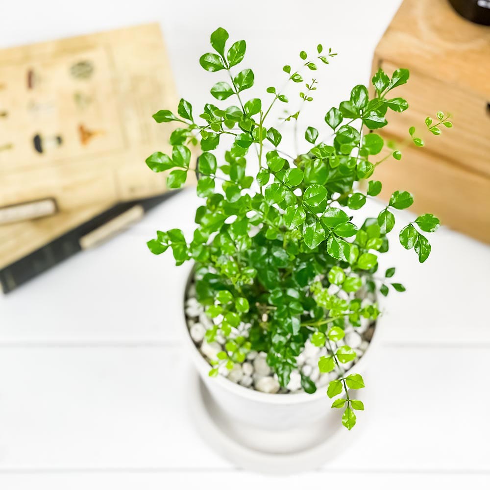 PLANCHU 観葉植物 シマトネリコ 4号樹脂鉢 ホワイト サスティー付き 受け皿付き 育て方説明書付き Fraxinus griffithii 苗 苗木 鉢植え 株立ち