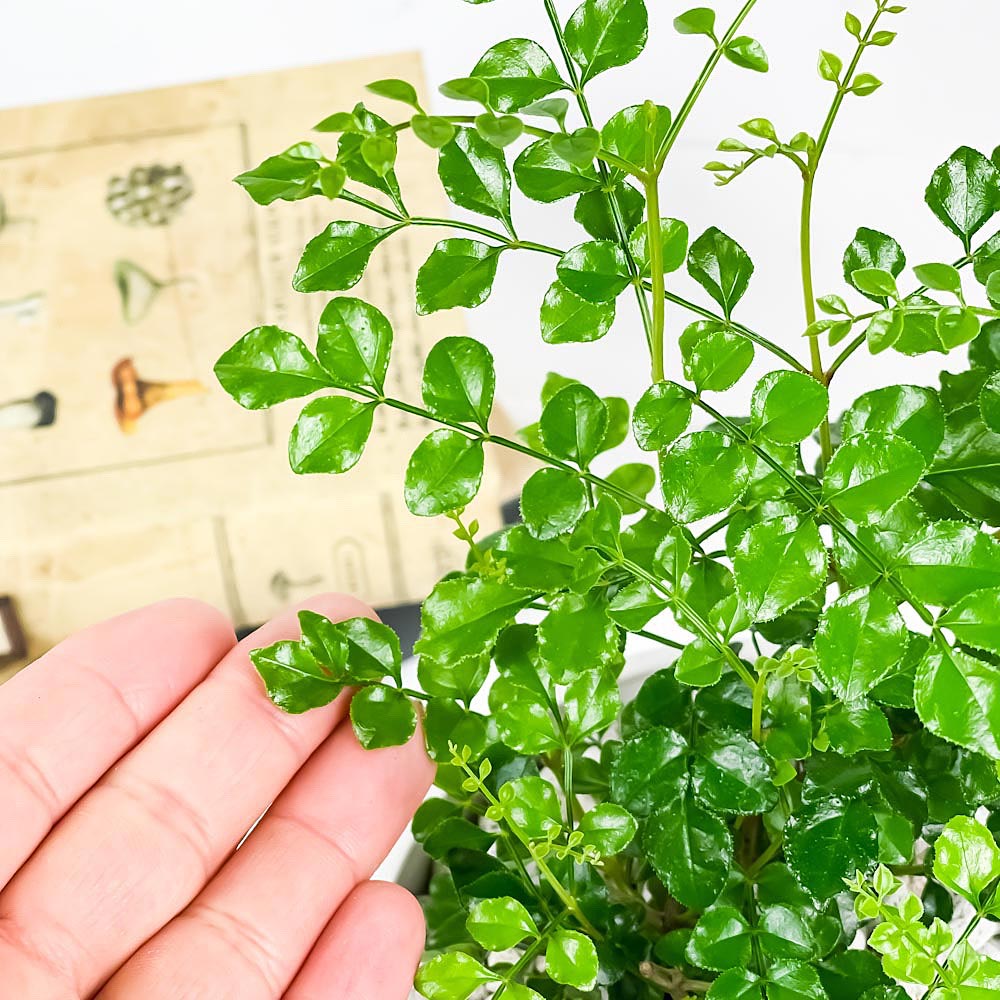 PLANCHU 観葉植物 シマトネリコ 4号樹脂鉢 ホワイト サスティー付き 受け皿付き 育て方説明書付き Fraxinus griffithii 苗 苗木 鉢植え 株立ち