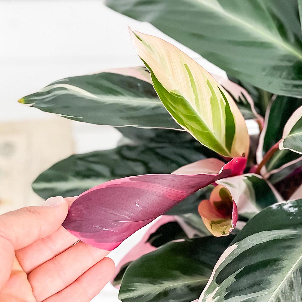 PLANCHU 観葉植物 ストロマンテ サンギネア トリオスター 6号鉢 受け皿付き Stromanthe sanguinea ‘Triostar’ マルチカラー カラテア ウラベニショウ