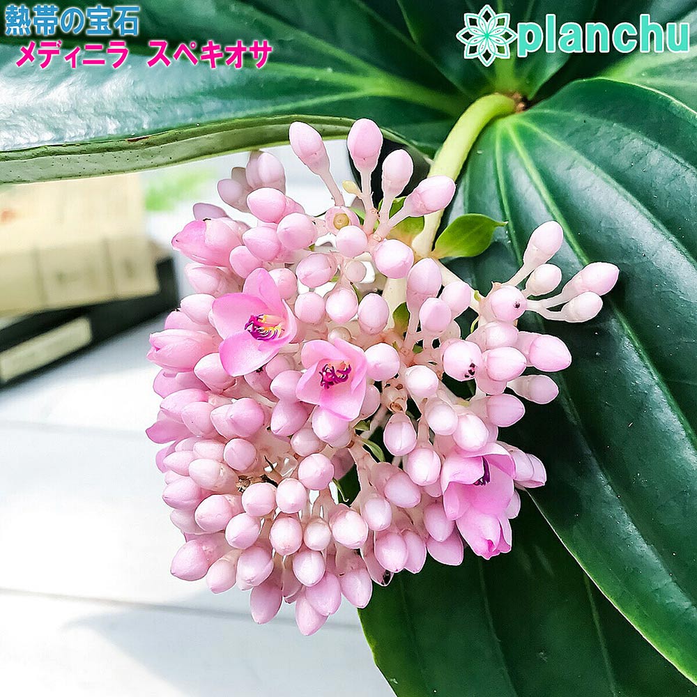 PLANCHU 熱帯花木 メディニラ スペキオサ 6号鉢 受け皿付き 説明書付き Medinilla speciosa 観葉植物 鉢花 サンゴノボタン