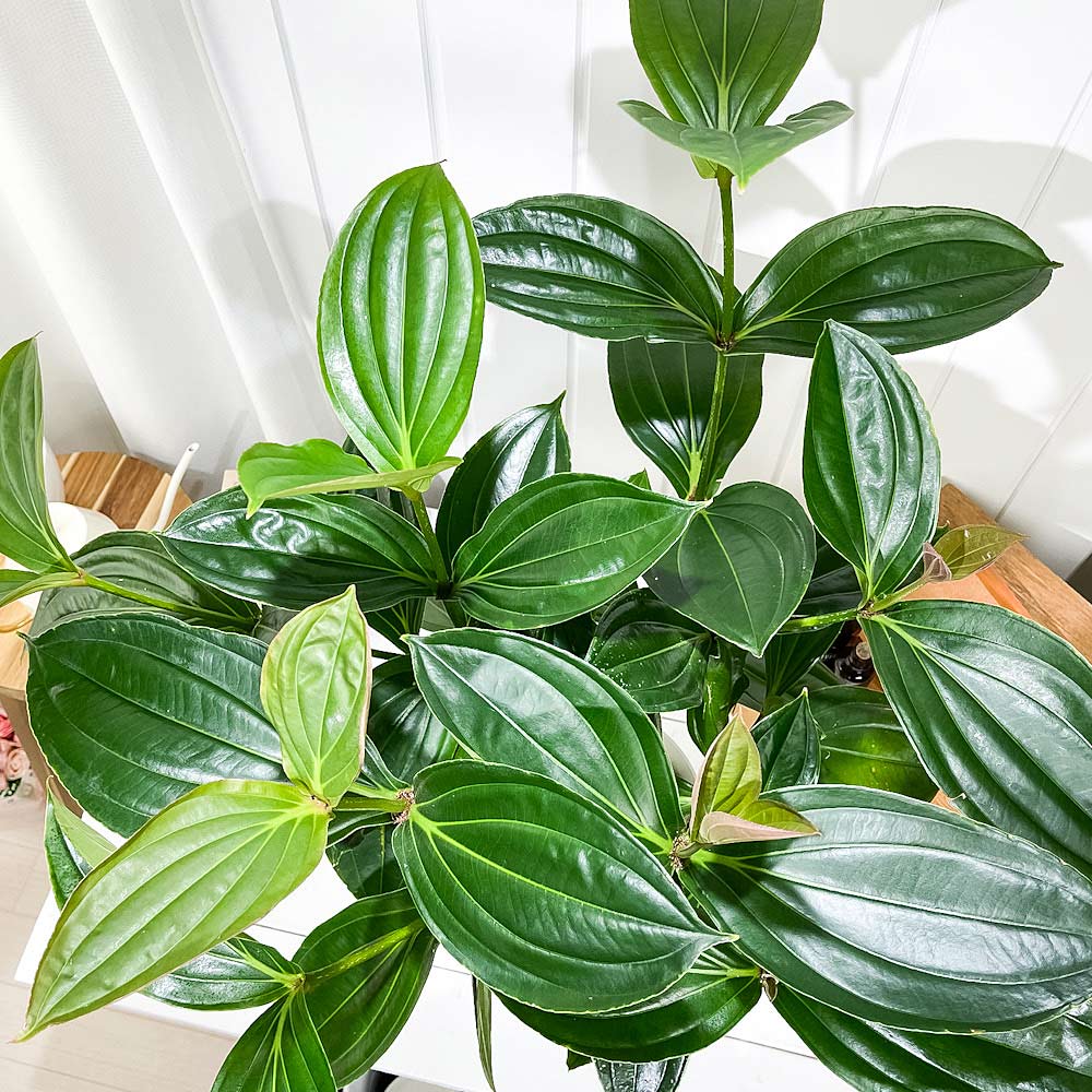 PLANCHU 熱帯花木 メディニラ スペキオサ 6号鉢 受け皿付き 説明書付き Medinilla speciosa 観葉植物 鉢花 サンゴノボタン