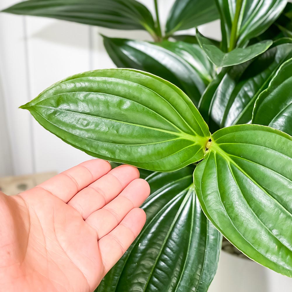 PLANCHU 熱帯花木 メディニラ スペキオサ 6号鉢 受け皿付き 説明書付き Medinilla speciosa 観葉植物 鉢花 サンゴノボタン