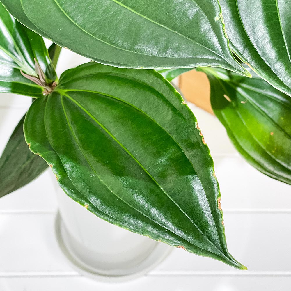 PLANCHU 熱帯花木 メディニラ スペキオサ 6号鉢 受け皿付き 説明書付き Medinilla speciosa 観葉植物 鉢花 サンゴノボタン