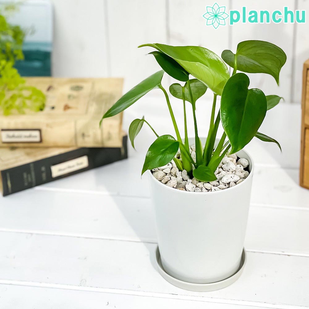 PLANCHU 観葉植物 モンステラ 4号鉢 受け皿付き 育て方説明書付き Monstera 実生