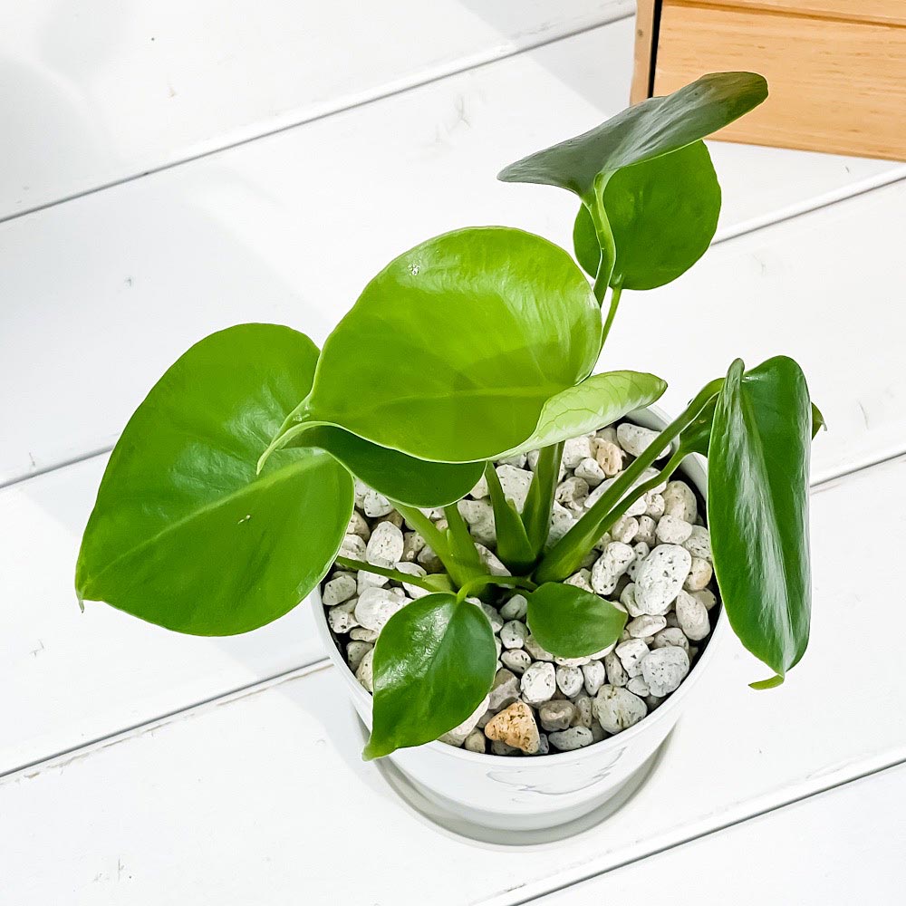 PLANCHU 観葉植物 モンステラ 4号鉢 受け皿付き 育て方説明書付き Monstera 実生