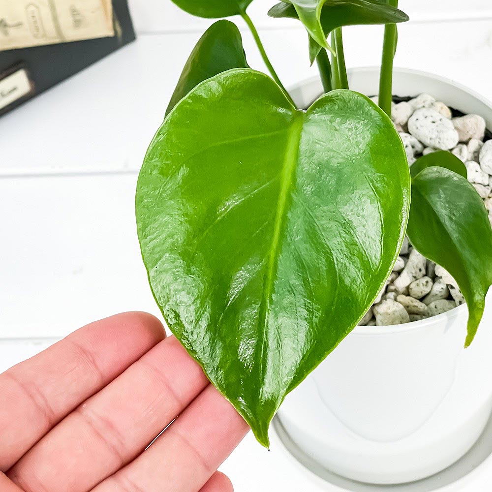 PLANCHU 観葉植物 モンステラ 4号鉢 受け皿付き 育て方説明書付き Monstera 実生