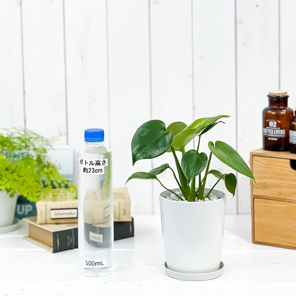 PLANCHU 観葉植物 モンステラ 4号鉢 受け皿付き 育て方説明書付き Monstera 実生