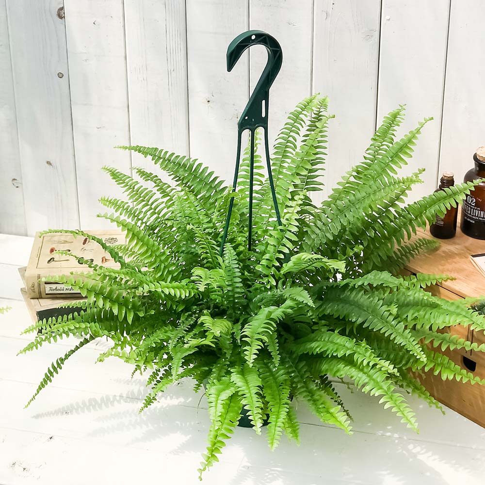 PLANCHU 観葉植物 ネフロレピス モンタナ 5号吊り鉢 育て方説明書付き Nephrolepis exaltata ‘Montana’ シダ ボストンファーン ボストンファン
