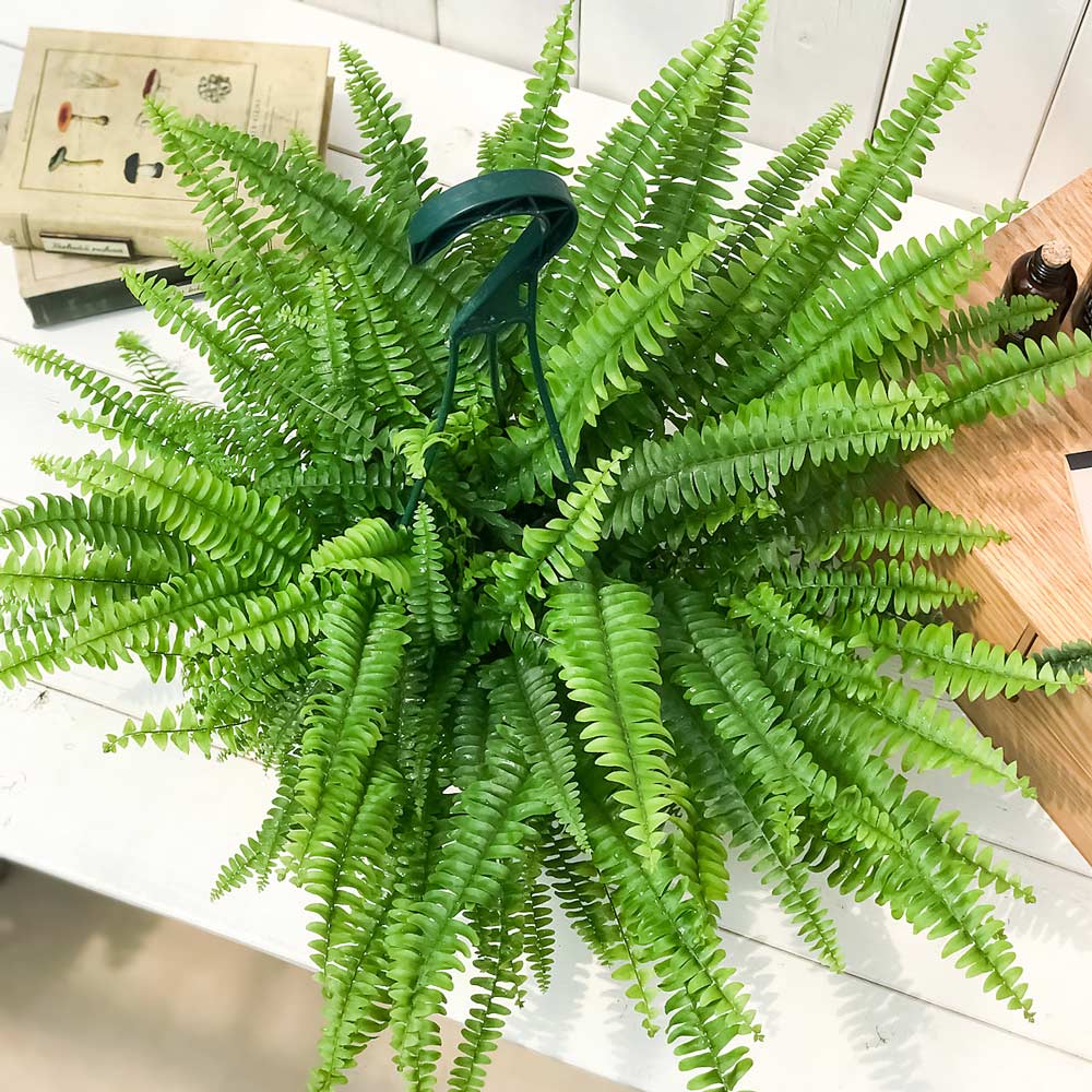 PLANCHU 観葉植物 ネフロレピス モンタナ 5号吊り鉢 育て方説明書付き Nephrolepis exaltata ‘Montana’ シダ ボストンファーン ボストンファン
