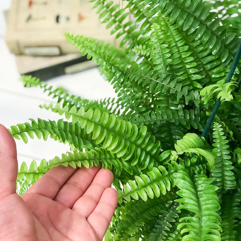 PLANCHU 観葉植物 ネフロレピス モンタナ 5号吊り鉢 育て方説明書付き Nephrolepis exaltata ‘Montana’ シダ ボストンファーン ボストンファン
