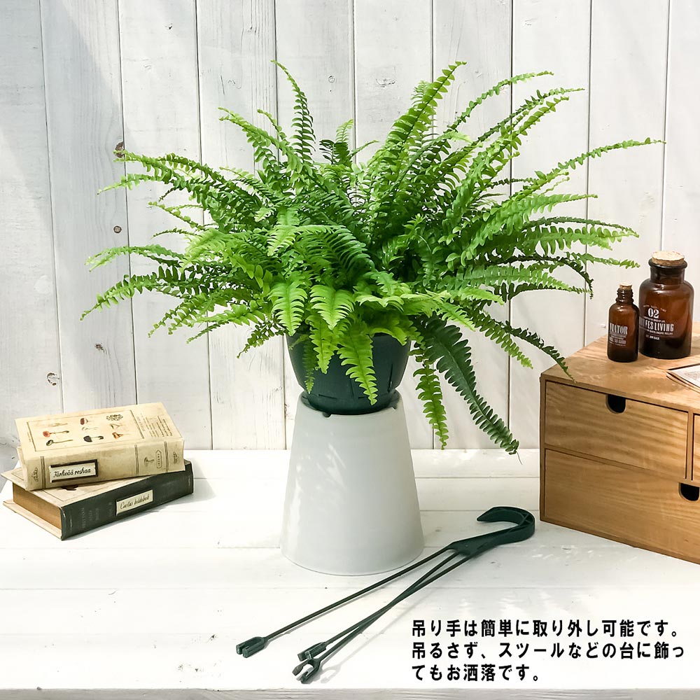 PLANCHU 観葉植物 ネフロレピス モンタナ 5号吊り鉢 育て方説明書付き Nephrolepis exaltata ‘Montana’ シダ ボストンファーン ボストンファン