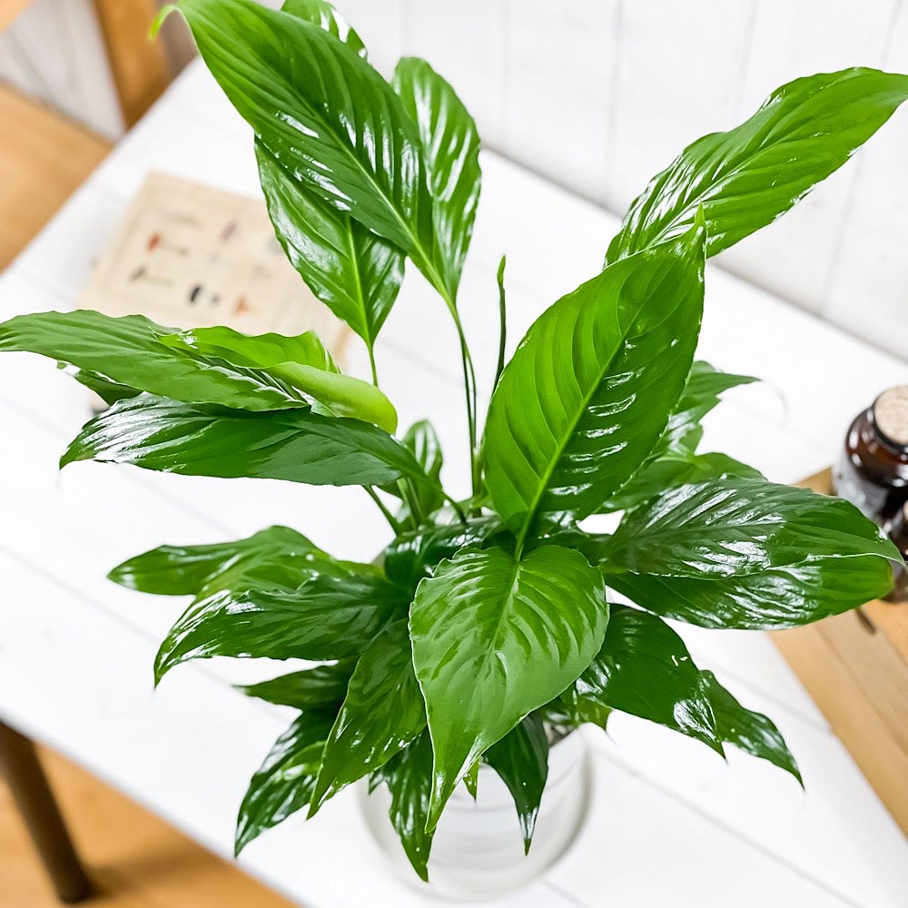 PLANCHU 観葉植物 スパティフィラム 6号鉢 受け皿付き 育て方説明書付き Spathiphyllum アロイド