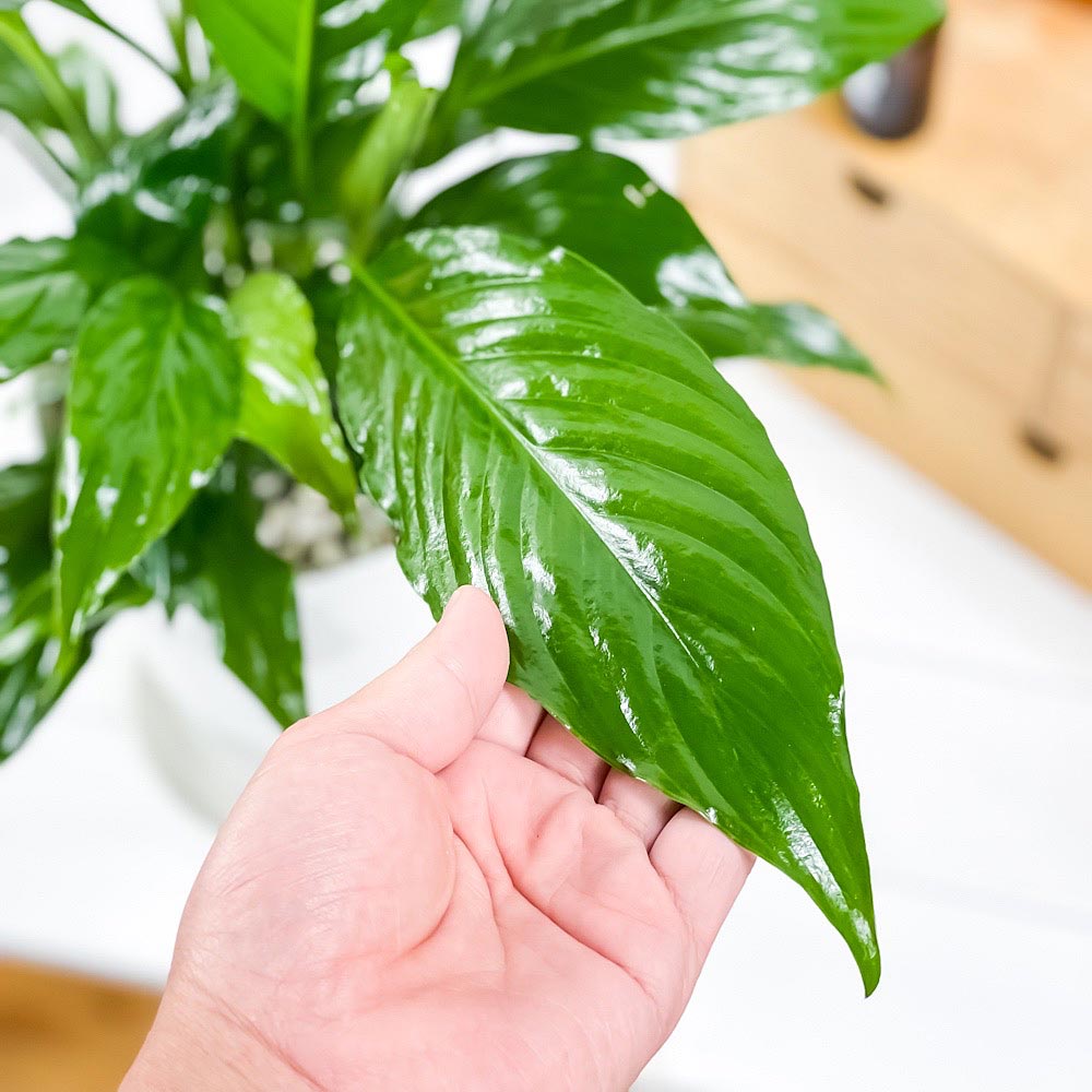 PLANCHU 観葉植物 スパティフィラム 6号鉢 受け皿付き 育て方説明書付き Spathiphyllum アロイド