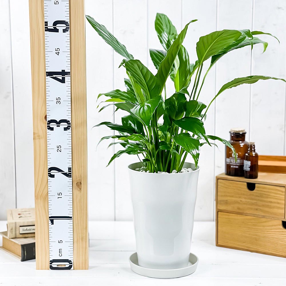 PLANCHU 観葉植物 スパティフィラム 6号鉢 受け皿付き 育て方説明書付き Spathiphyllum アロイド