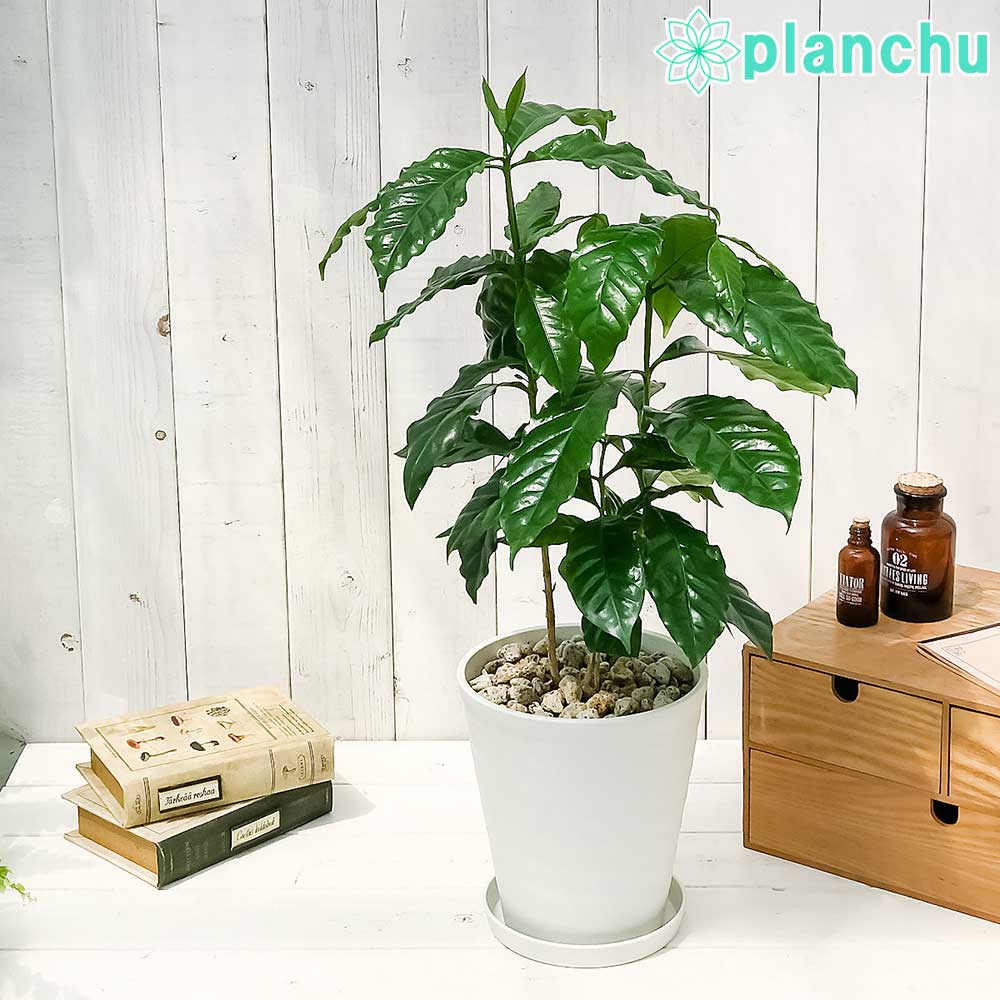 PLANCHU 観葉植物 コーヒーノキ アラビカ 6号鉢 受け皿付き 育て方説明