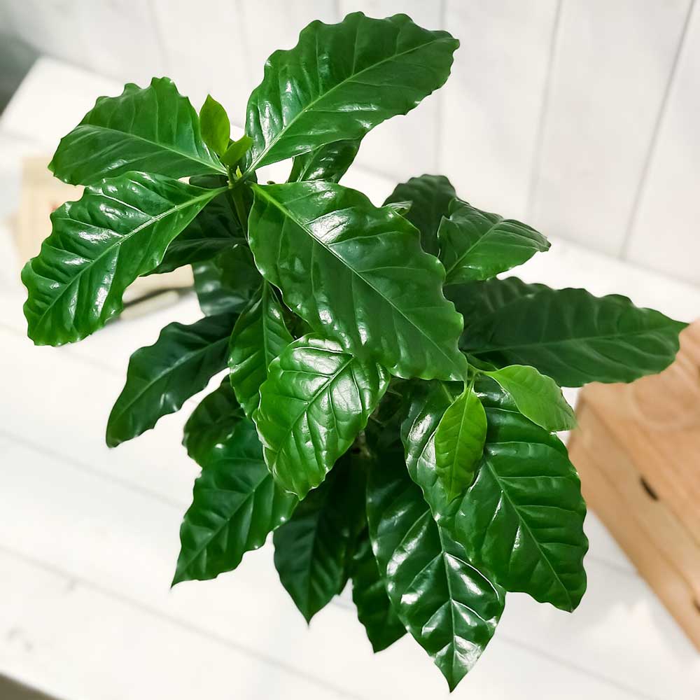 PLANCHU 観葉植物 コーヒーノキ アラビカ 6号鉢 受け皿付き 育て方説明書付き Coffea arabica コーヒーの木 珈琲の木 アラビカコーヒー