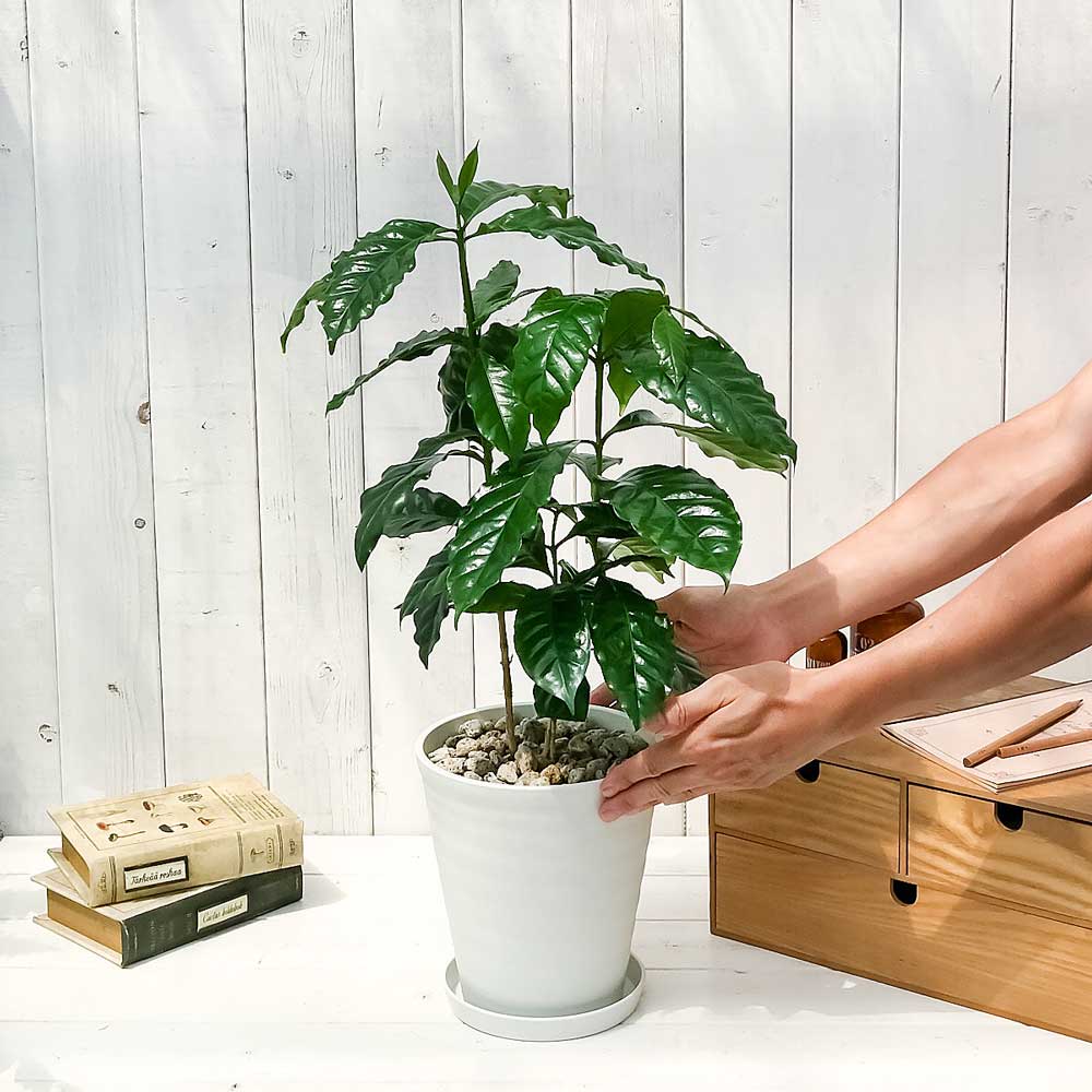 PLANCHU 観葉植物 コーヒーノキ アラビカ 6号鉢 受け皿付き 育て方説明書付き Coffea arabica コーヒーの木 珈琲の木 アラビカコーヒー
