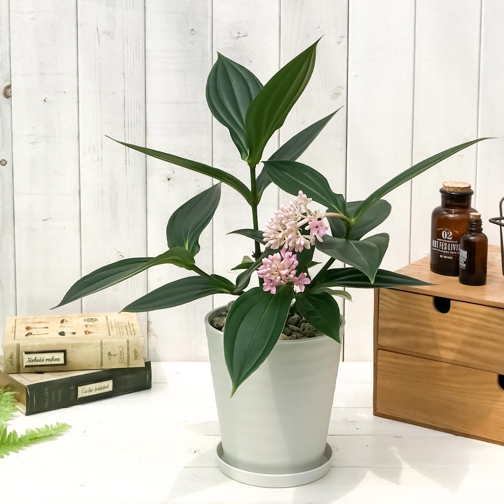 PLANCHU 熱帯花木 メディニラ スペキオサ 5号鉢 受け皿付き 説明書付き Medinilla speciosa 観葉植物 鉢花 サンゴノボタン