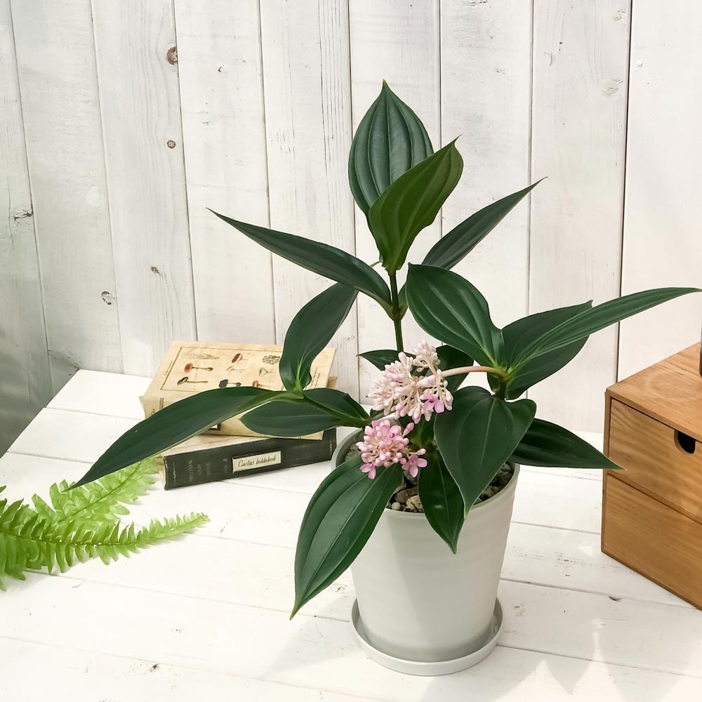 PLANCHU 熱帯花木 メディニラ スペキオサ 5号鉢 受け皿付き 説明書付き Medinilla speciosa 観葉植物 鉢花 サンゴノボタン