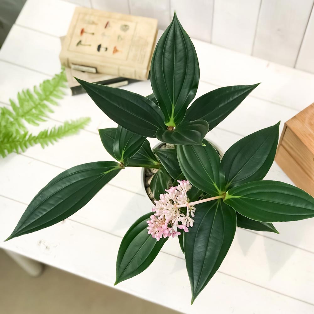 PLANCHU 熱帯花木 メディニラ スペキオサ 5号鉢 受け皿付き 説明書付き Medinilla speciosa 観葉植物 鉢花 サンゴノボタン