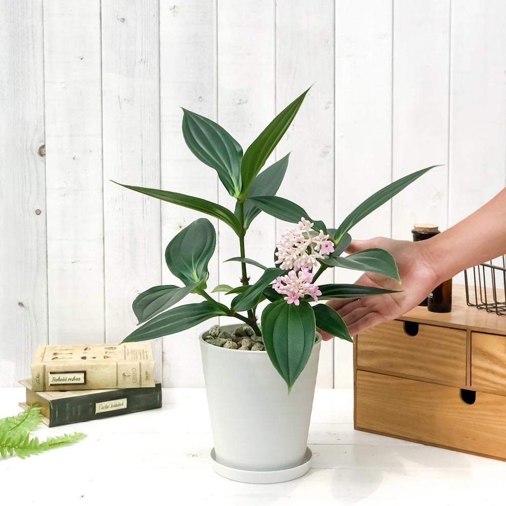 PLANCHU 熱帯花木 メディニラ スペキオサ 5号鉢 受け皿付き 説明書付き Medinilla speciosa 観葉植物 鉢花 サンゴノボタン