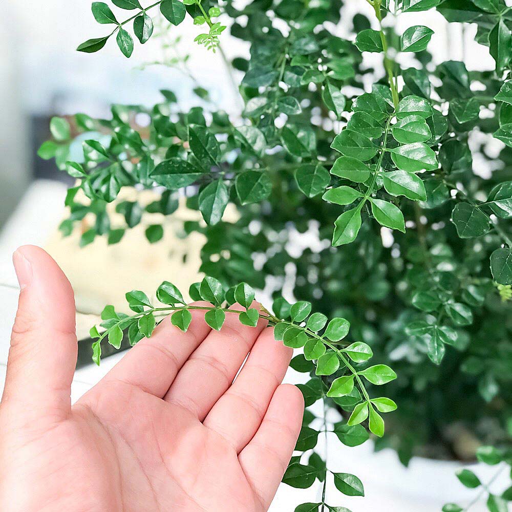 PLANCHU 観葉植物 シマトネリコ 7号鉢 受け皿付き 育て方説明書付き Fraxinus griffithii 苗 苗木 鉢植え 株立ち