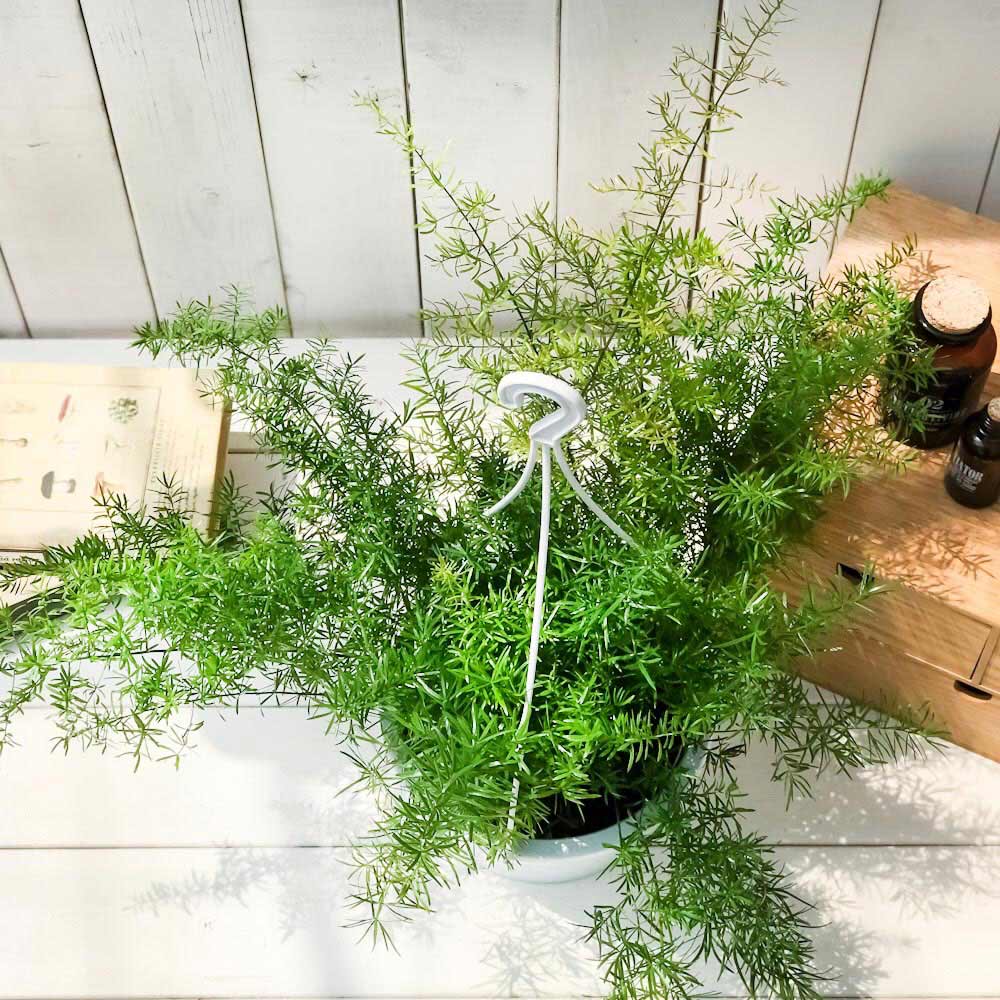 PLANCHU 観葉植物 アスパラガス スプレンゲリー 6号吊り鉢 育て方説明書付き Asparagus densiflorus ‘Sprengeri’ スギノハカズラ