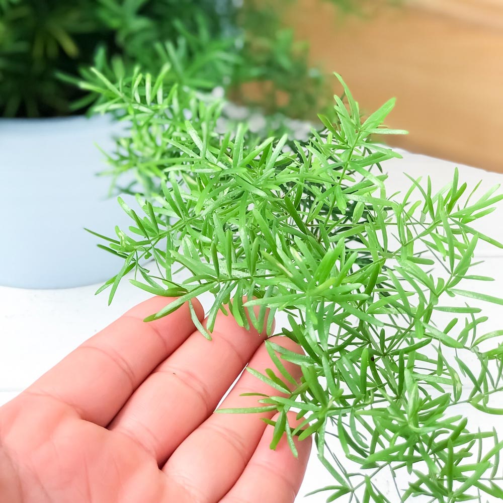 PLANCHU 観葉植物 アスパラガス スプレンゲリー 6号吊り鉢 育て方説明書付き Asparagus densiflorus ‘Sprengeri’ スギノハカズラ