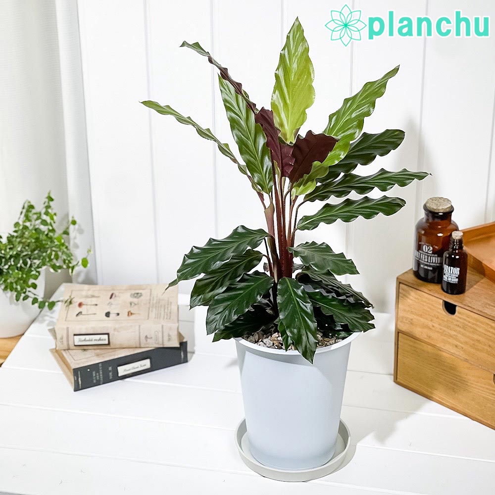PLANCHU 観葉植物 カラテア ルフィバルバ 6号鉢 受け皿付き 育て方説明書付き Calathea rufibarba