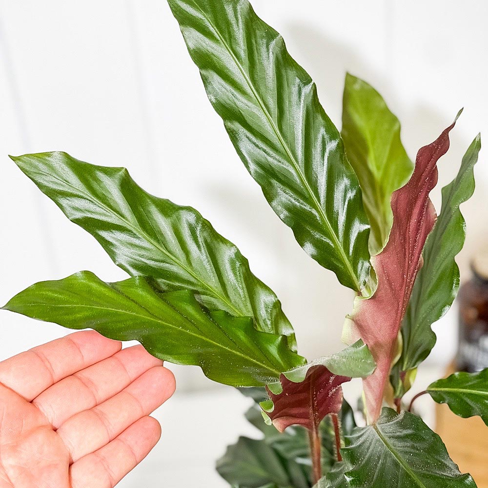 PLANCHU 観葉植物 カラテア ルフィバルバ 6号鉢 受け皿付き 育て方説明書付き Calathea rufibarba