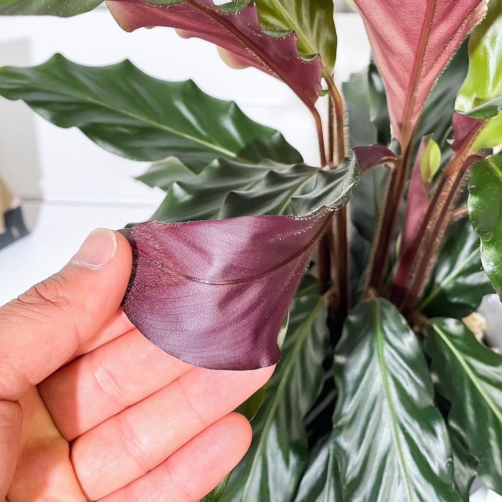 PLANCHU 観葉植物 カラテア ルフィバルバ 6号鉢 受け皿付き 育て方説明書付き Calathea rufibarba
