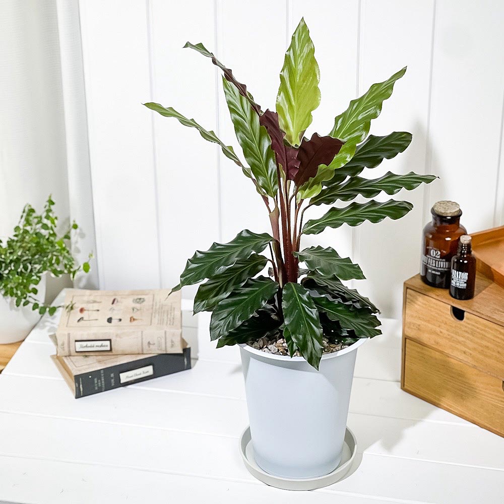 PLANCHU 観葉植物 カラテア ルフィバルバ 6号鉢 受け皿付き 育て方説明書付き Calathea rufibarba