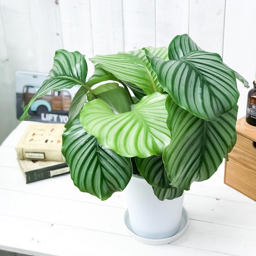 PLANCHU 観葉植物 カラテア オルビフォリア 6号鉢 受け皿付き 育て方説明書付き Calathea orbifolia