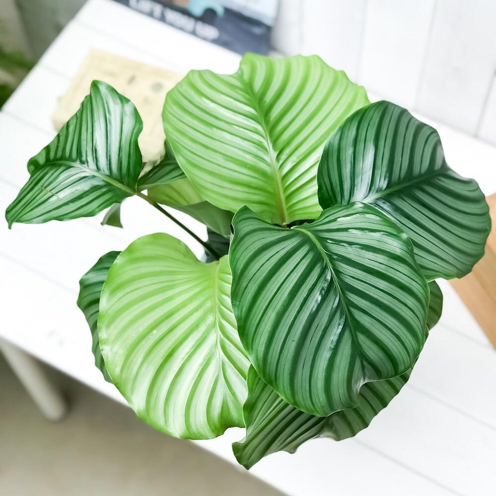 PLANCHU 観葉植物 カラテア オルビフォリア 6号鉢 受け皿付き 育て方説明書付き Calathea orbifolia