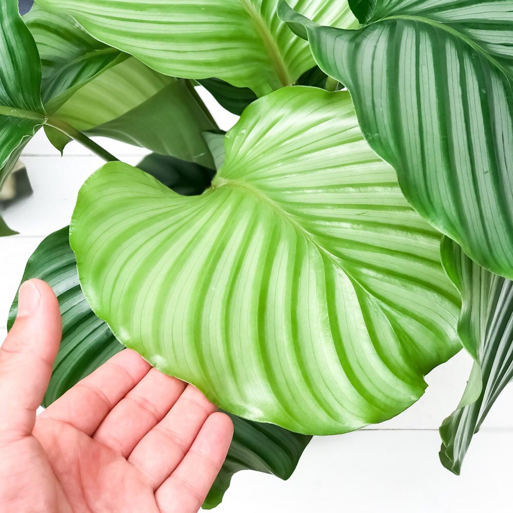 PLANCHU 観葉植物 カラテア オルビフォリア 6号鉢 受け皿付き 育て方説明書付き Calathea orbifolia