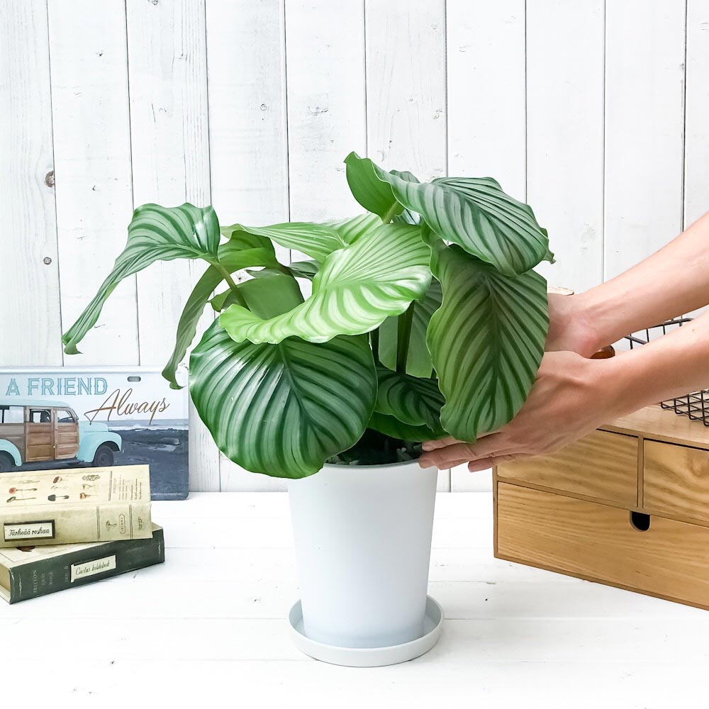 PLANCHU 観葉植物 カラテア オルビフォリア 6号鉢 受け皿付き 育て方説明書付き Calathea orbifolia