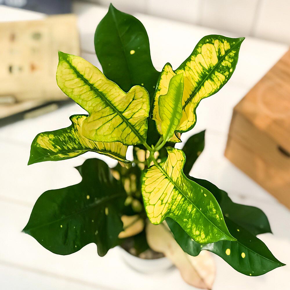 PLANCHU 観葉植物 クロトン ほこ葉系 4号鉢 受け皿付き 育て方説明書付き Codiaeum variegatum cv. ヘンヨウボク 変葉木 鉾葉系