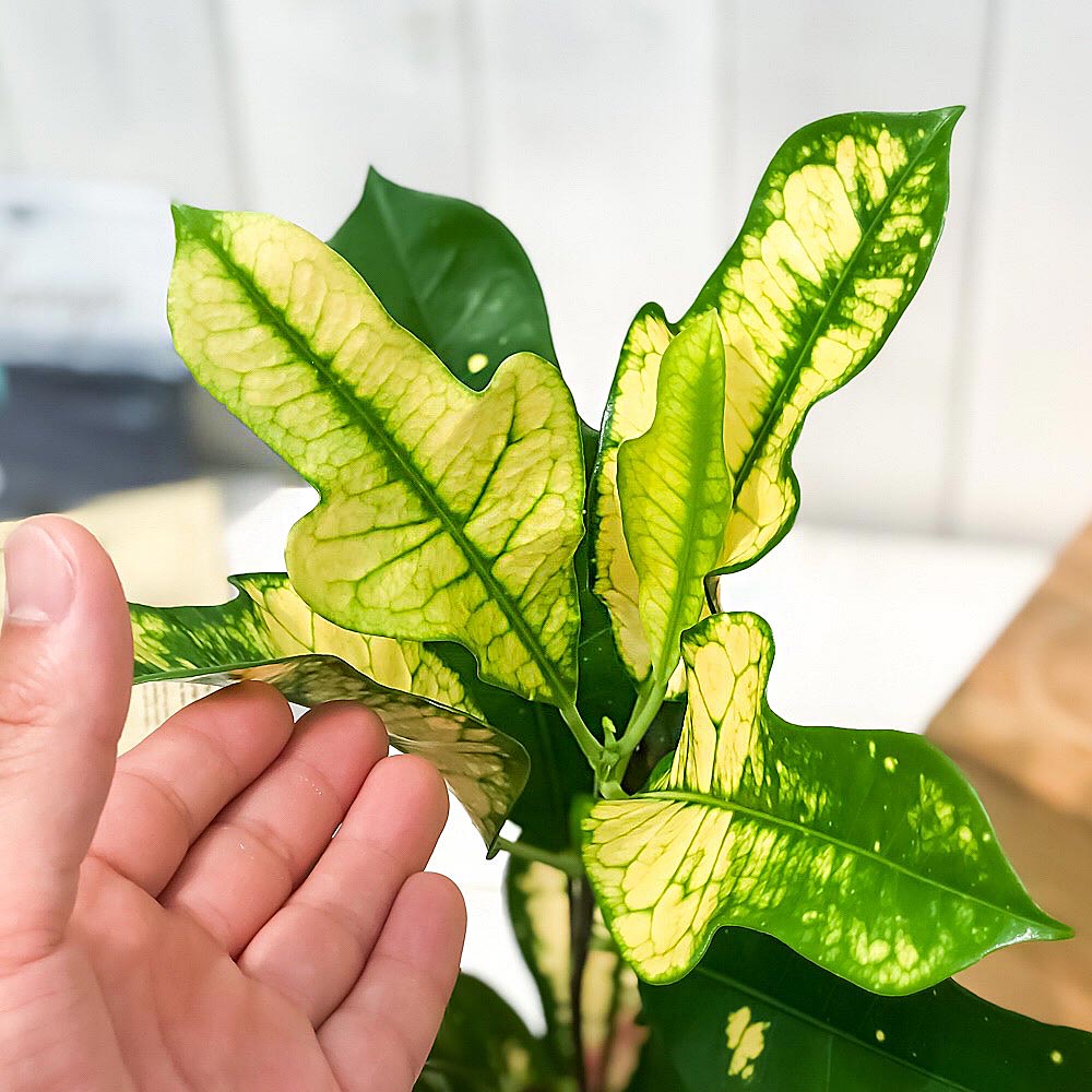 PLANCHU 観葉植物 クロトン ほこ葉系 4号鉢 受け皿付き 育て方説明書付き Codiaeum variegatum cv. ヘンヨウボク 変葉木 鉾葉系