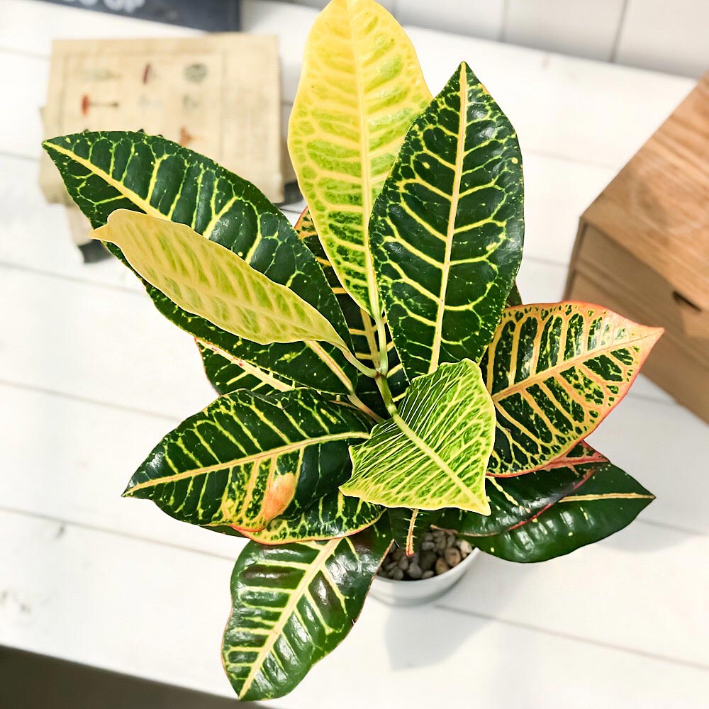 PLANCHU 観葉植物 クロトン 広葉系 4号鉢 受け皿付き 育て方説明書付き Codiaeum variegatum cv. ヘンヨウボク 変葉木