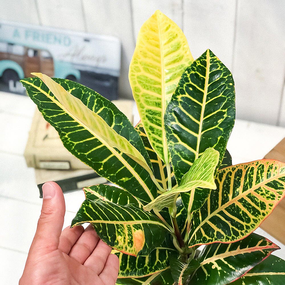 PLANCHU 観葉植物 クロトン 広葉系 4号鉢 受け皿付き 育て方説明書付き Codiaeum variegatum cv. ヘンヨウボク 変葉木