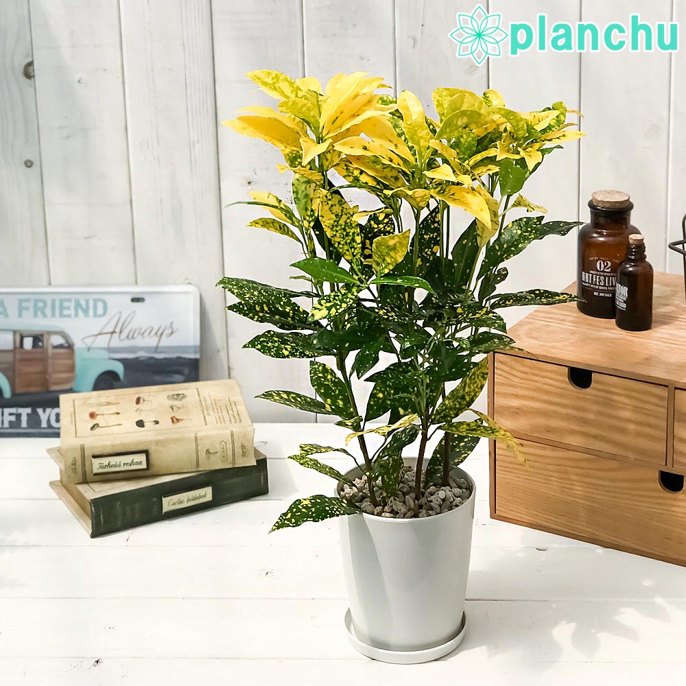PLANCHU 観葉植物 クロトン 広葉系小型種 4号鉢 受け皿付き 育て方説明