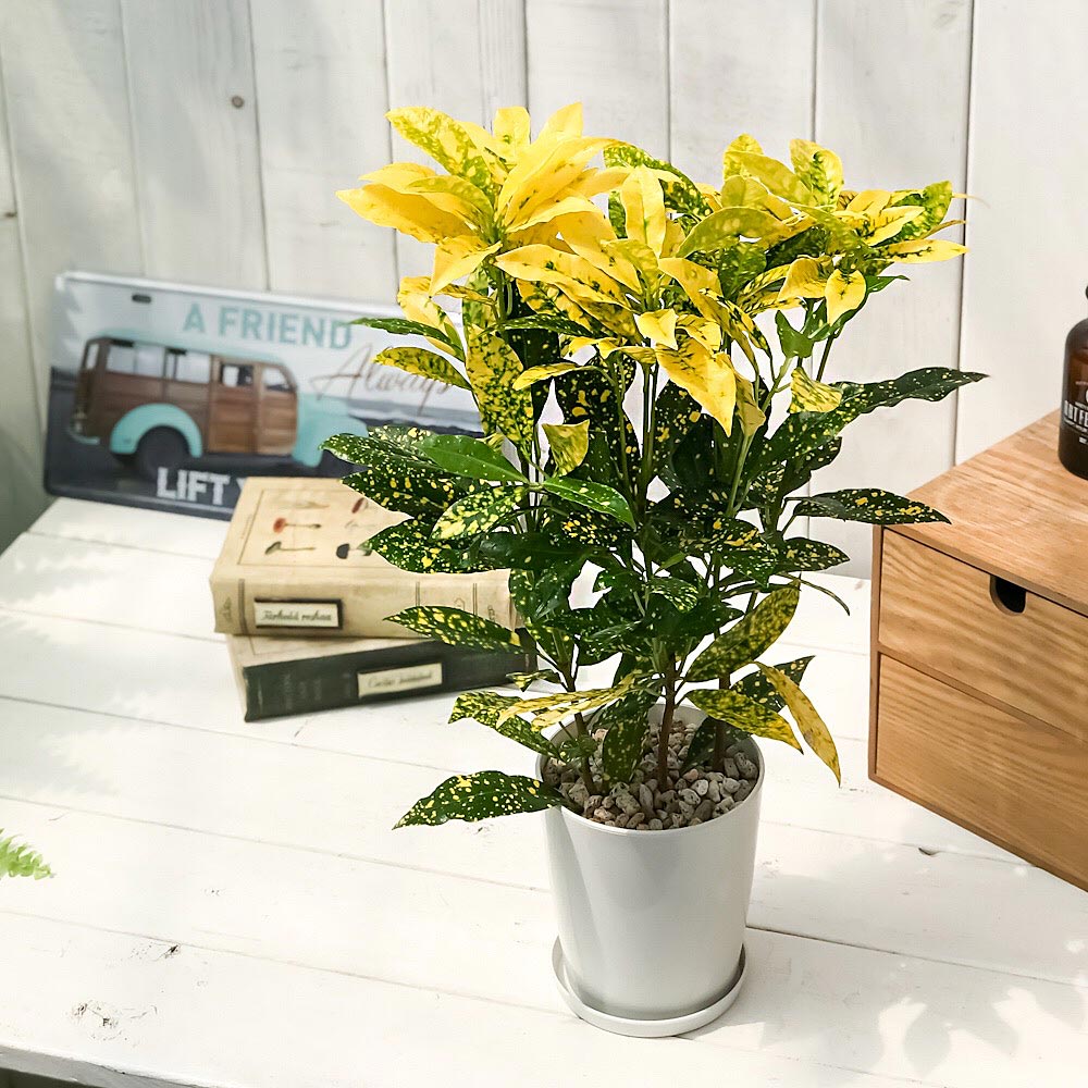 PLANCHU 観葉植物 クロトン 広葉系小型種 4号鉢 受け皿付き 育て方説明書付き Codiaeum variegatum cv. ヘンヨウボク 変葉木