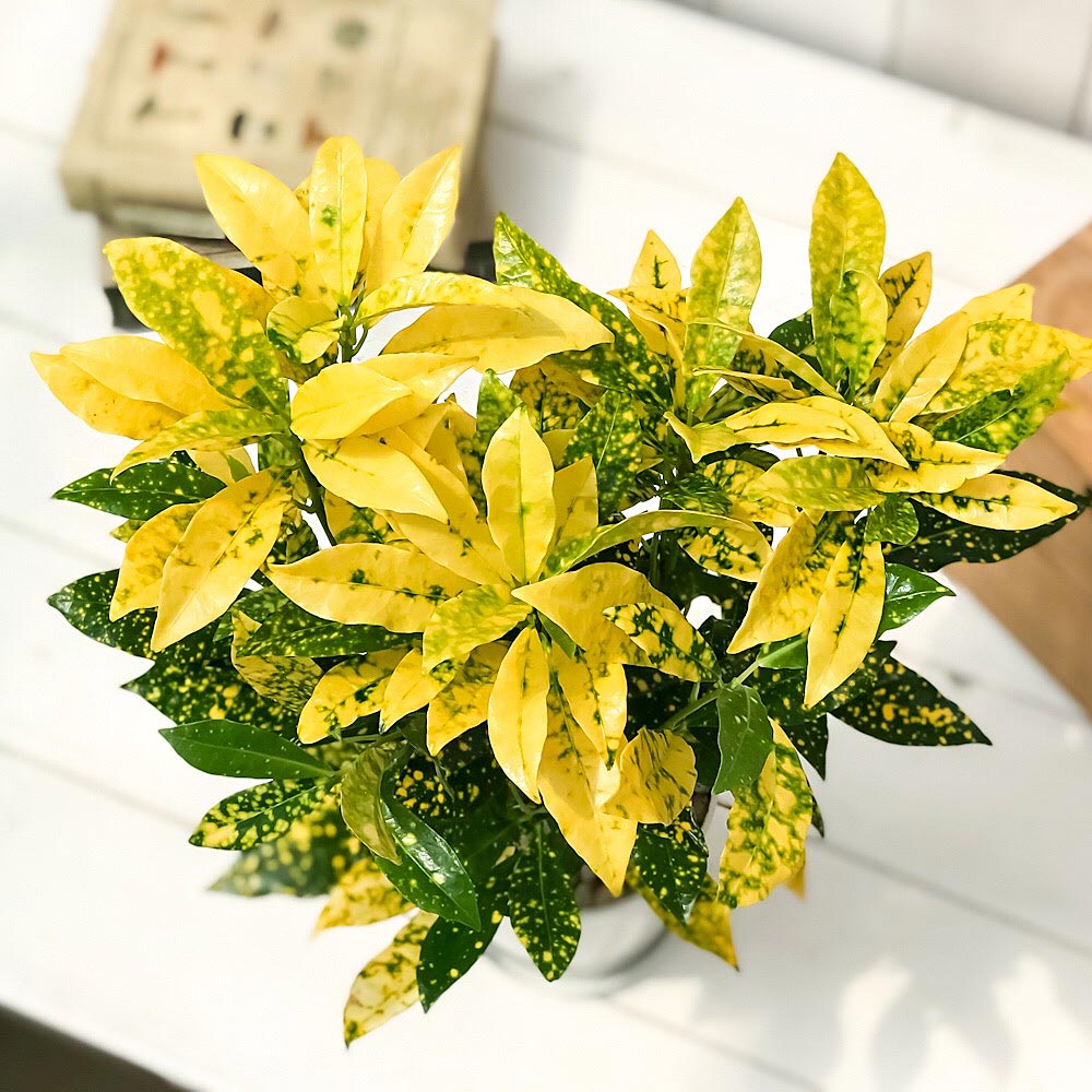 PLANCHU 観葉植物 クロトン 広葉系小型種 4号鉢 受け皿付き 育て方説明書付き Codiaeum variegatum cv. ヘンヨウボク 変葉木