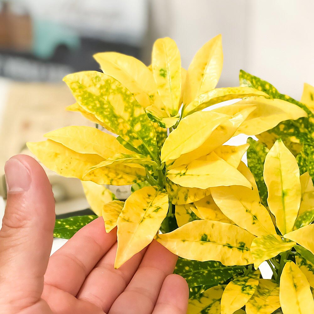 PLANCHU 観葉植物 クロトン 広葉系小型種 4号鉢 受け皿付き 育て方説明書付き Codiaeum variegatum cv. ヘンヨウボク 変葉木
