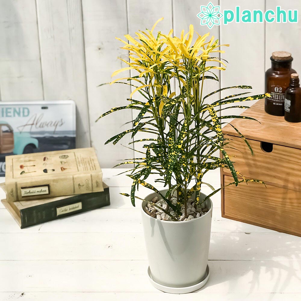 PLANCHU 観葉植物 クロトン 細葉系 4号鉢 受け皿付き 育て方説明書付き