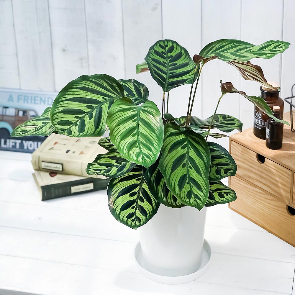 PLANCHU 観葉植物 カラテア マコヤナ 6号鉢 受け皿付き 育て方説明書付き Calathea makoyana 五色矢羽根芭蕉 ゴシキヤバネバショウ