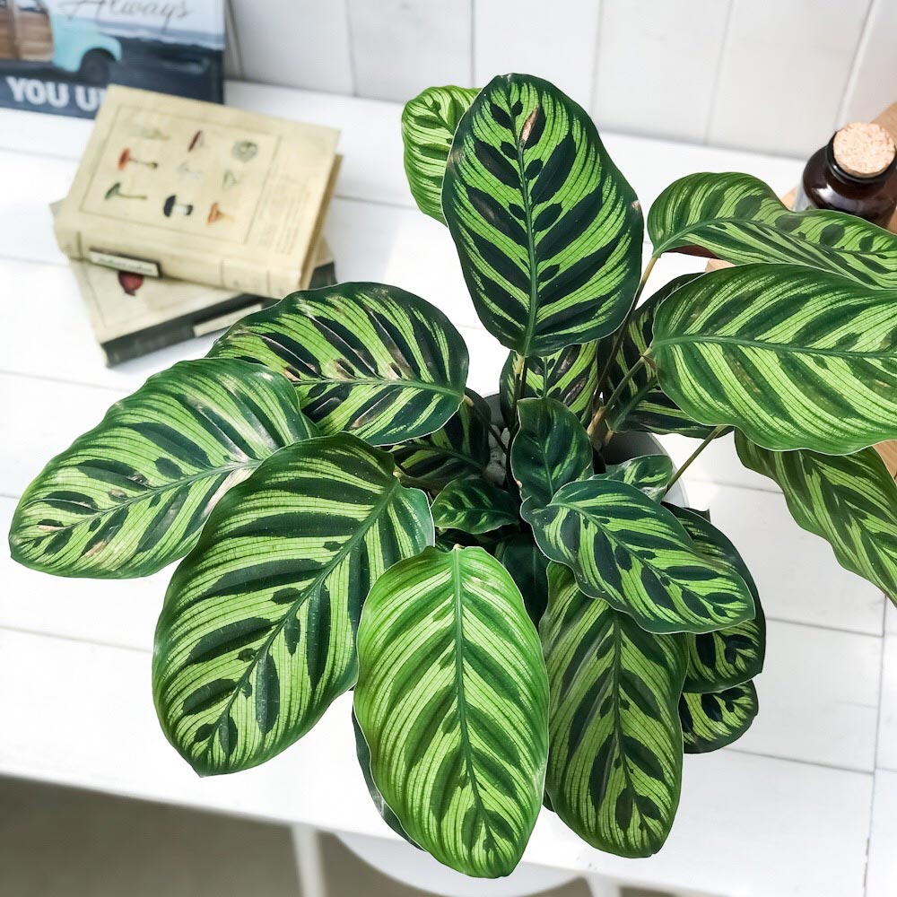 PLANCHU 観葉植物 カラテア マコヤナ 6号鉢 受け皿付き 育て方説明書付き Calathea makoyana 五色矢羽根芭蕉 ゴシキヤバネバショウ