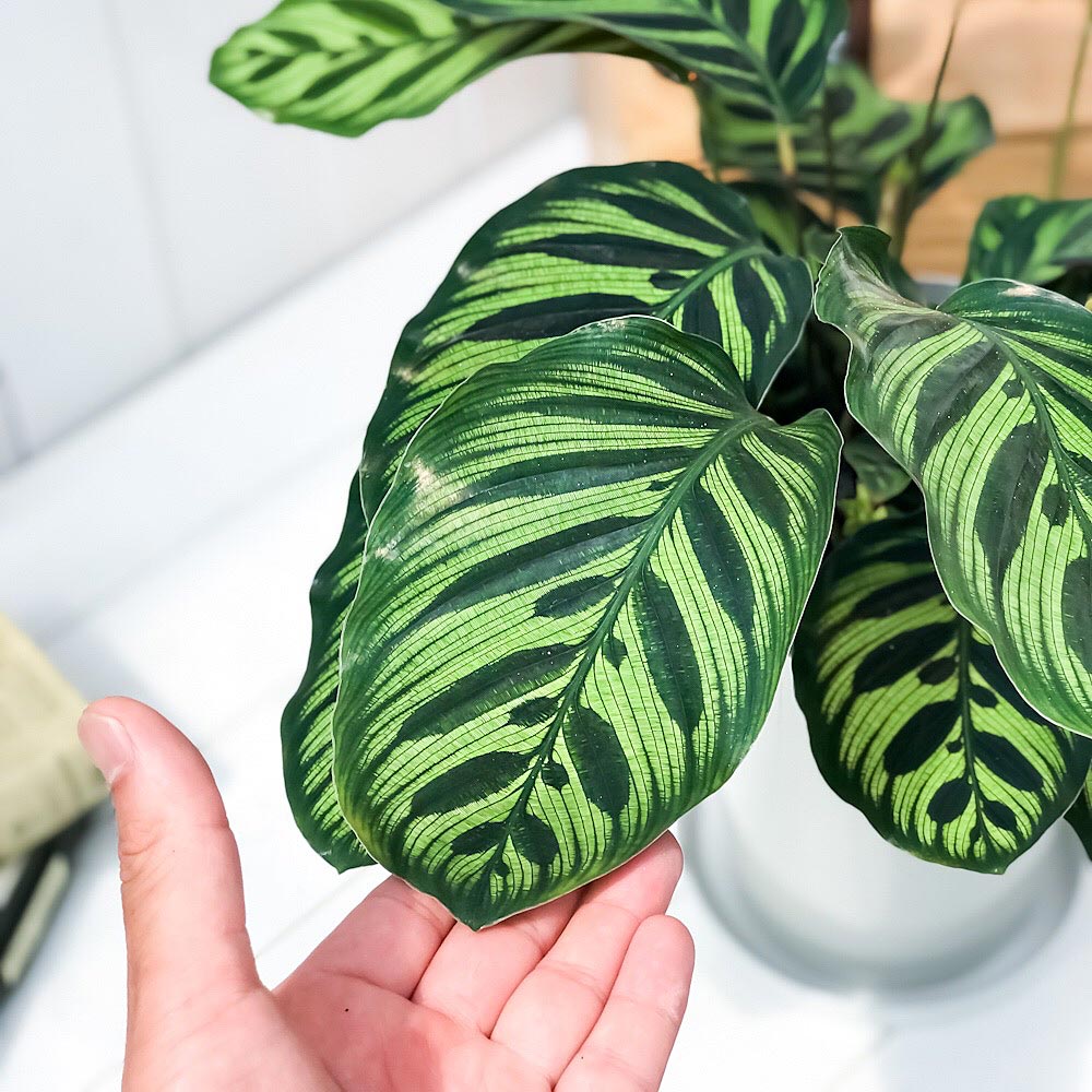PLANCHU 観葉植物 カラテア マコヤナ 6号鉢 受け皿付き 育て方説明書付き Calathea makoyana 五色矢羽根芭蕉 ゴシキヤバネバショウ