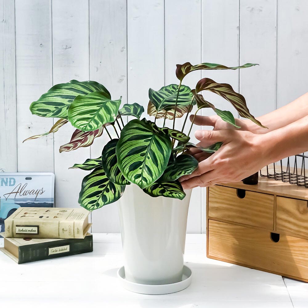 PLANCHU 観葉植物 カラテア マコヤナ 6号鉢 受け皿付き 育て方説明書付き Calathea makoyana 五色矢羽根芭蕉 ゴシキヤバネバショウ