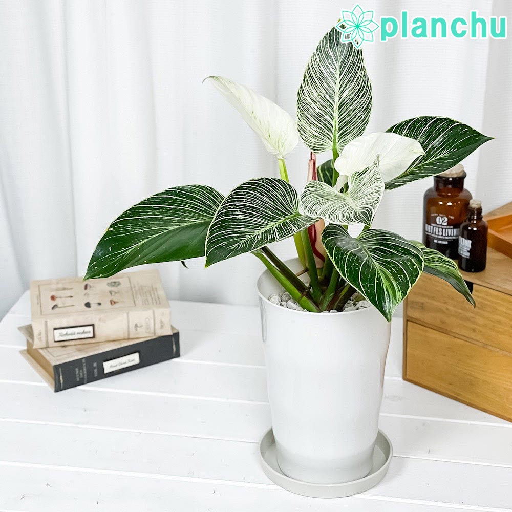 PLANCHU 観葉植物 フィロデンドロン バーキン 6号鉢 受け皿付き 育て方説明書付き Philodendron ‘Birkin’ アロイド